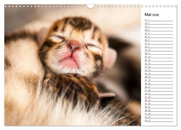 Produktbild: Bengal K&auml;tzchen - Der Geburtstagskalender (Wandkalender 2026 DIN A3 quer), CALVENDO Monatskalender