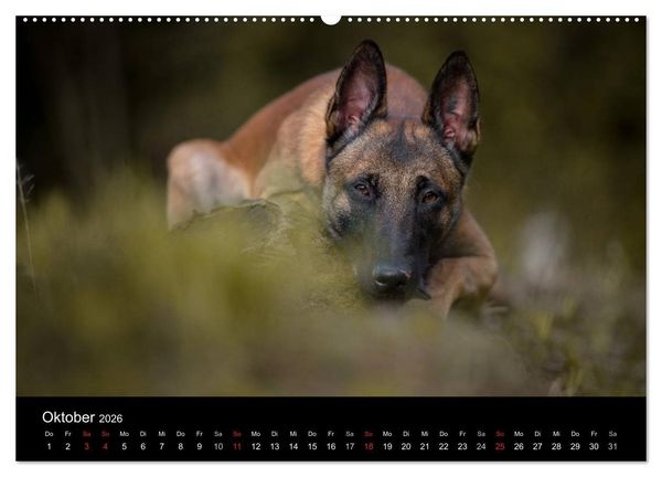 Produktbild: Belgischer Sch&auml;ferhund - Der Malinois (hochwertiger Premium Wandkalender 2026 DIN A2 quer), Kunstdruck in Hochglanz