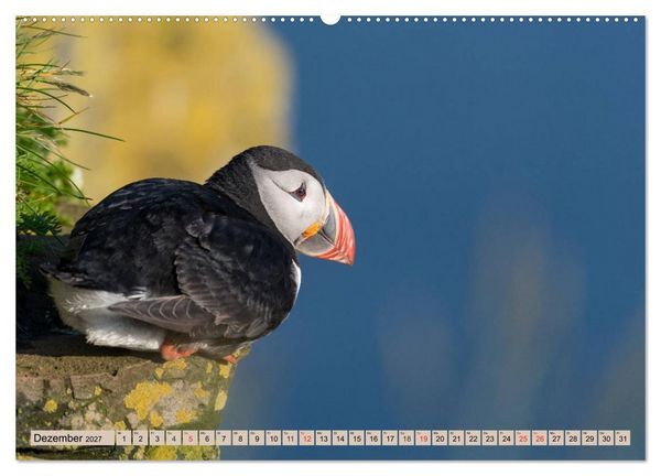 Produktbild: Papageitaucher - Puffins (Wandkalender 2027 DIN A2 quer), CALVENDO Monatskalender