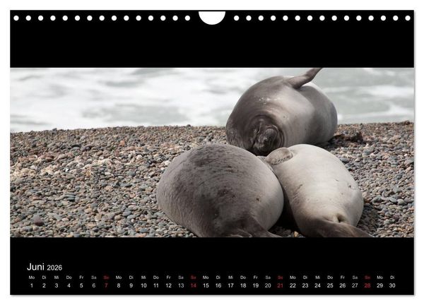 Produktbild: Patagonien - Ungez&auml;hmtes Land (Wandkalender 2026 DIN A4 quer), CALVENDO Monatskalender