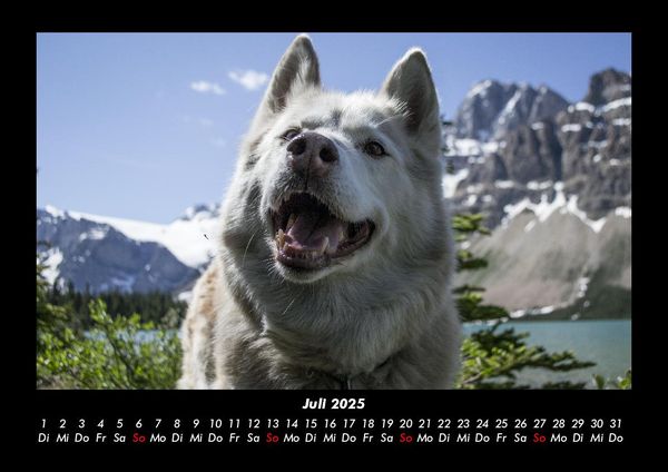 Produktbild: Hundezauber 2025 Fotokalender DIN A3