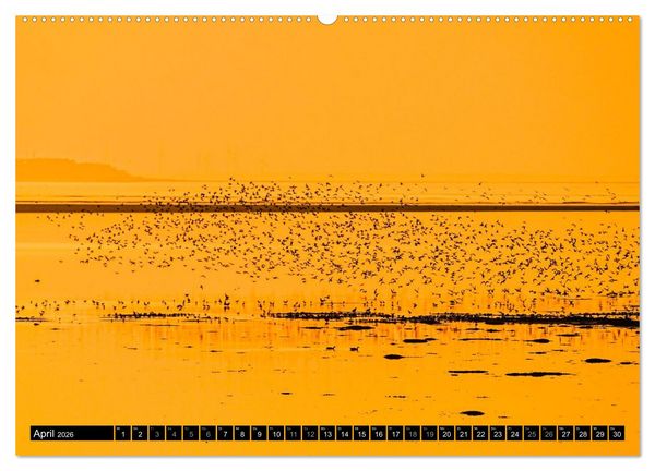 Produktbild: Einzigartige Strandansichten auf Amrum (hochwertiger Premium Wandkalender 2026 DIN A2 quer), Kunstdruck in Hochglanz