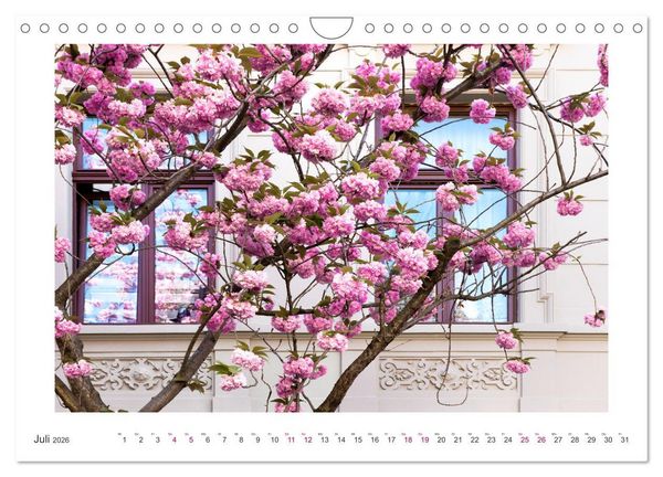 Produktbild: Japanische Kirschbl&uuml;te in Bonn (Wandkalender 2026 DIN A4 quer), CALVENDO Monatskalender