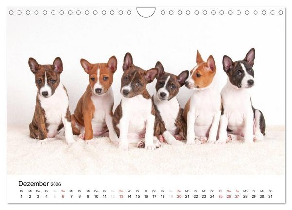 Produktbild: Bezaubernde Basenji-Welpen (Wandkalender 2026 DIN A4 quer), CALVENDO Monatskalender