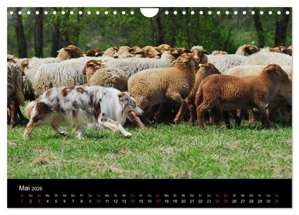 Produktbild: Border Collie 2026 (Wandkalender 2026 DIN A4 quer), CALVENDO Monatskalender