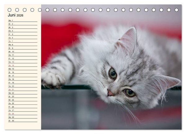 Produktbild: Bezaubernde Rassekatzen (Tischkalender 2026 DIN A5 quer), CALVENDO Monatskalender
