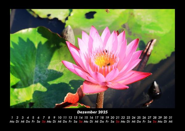 Produktbild: Blumentraum 2025 Fotokalender DIN A3
