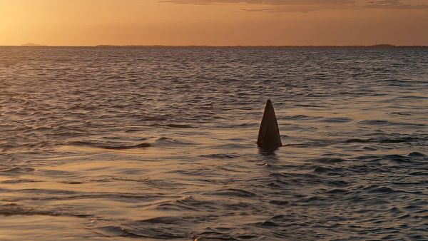 Produktbild: Atomic Shark