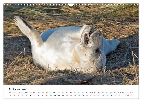 Produktbild: Grey Seal Pups of Donna Nook (Wall Calendar 2026 DIN A3 landscape), CALVENDO 12 Month Wall Calendar