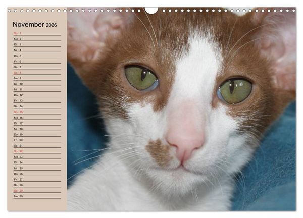 Produktbild: Siamkatzen - Kleiner Frechdachs mit Familie (Wandkalender 2026 DIN A3 quer), CALVENDO Monatskalender