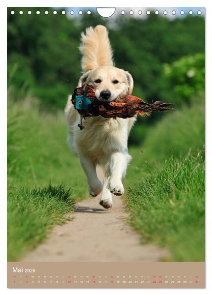 Produktbild: Golden Retriever (Wandkalender 2026 DIN A4 hoch), CALVENDO Monatskalender