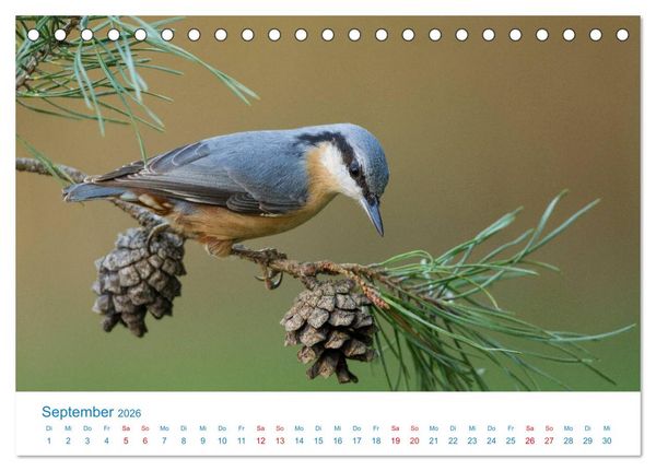 Produktbild: Singv&ouml;gel - 12 Arten im Garten (Tischkalender 2026 DIN A5 quer), CALVENDO Monatskalender