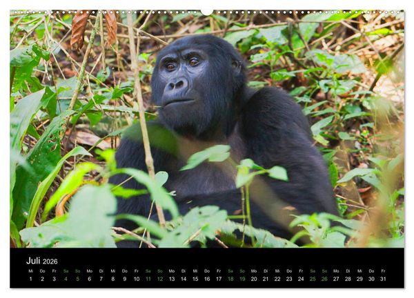 Produktbild: Ugandas friedliche Berggorillas (Wandkalender 2026 DIN A2 quer), CALVENDO Monatskalender