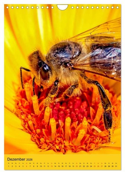 Produktbild: INSEKTENWELT - Heimische N&uuml;tzlinge ganz nah (Wandkalender 2026 DIN A4 hoch), CALVENDO Monatskalender