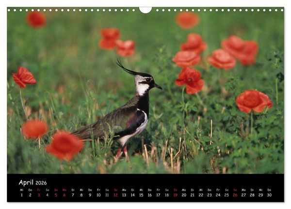 Produktbild: Naturjuwelen - Neusiedler See (Wandkalender 2026 DIN A3 quer), CALVENDO Monatskalender