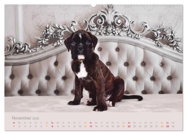 Produktbild: Boxer Welpen einfach zuckers&uuml;&szlig; (Wandkalender 2026 DIN A2 quer), CALVENDO Monatskalender