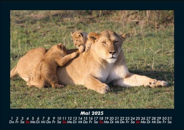 Produktbild: Tiere in der Wildnis 2025 Fotokalender DIN A5