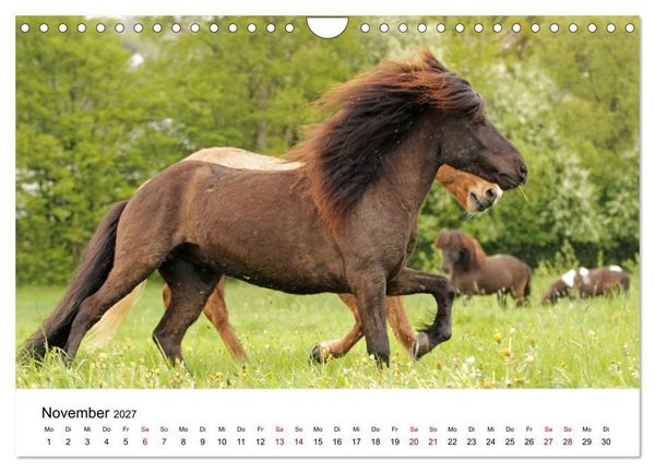 Produktbild: Islandpferde - Hufschlag aus Feuer und Eis (Wandkalender 2027 DIN A4 quer), CALVENDO Monatskalender