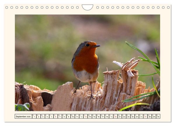 Produktbild: Gefiederte Sch&ouml;nheiten - Das Rotkehlchen (Wandkalender 2026 DIN A4 quer), CALVENDO Monatskalender