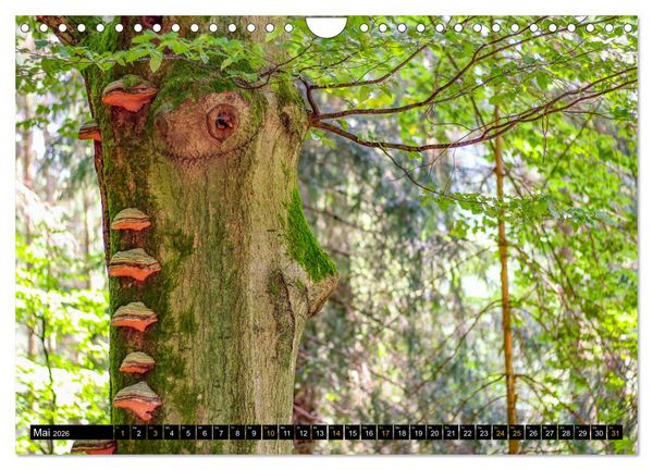 Produktbild: Magische Waldwesen (Wandkalender 2026 DIN A4 quer), CALVENDO Monatskalender