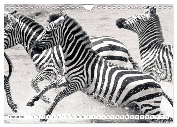 Produktbild: Emotionale Momente: Zebras - black & white. (Wandkalender 2026 DIN A4 quer), CALVENDO Monatskalender
