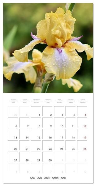 Produktbild: ENCHANTING FLOWERS (Wall Calendar 2026 12 &times; 12 Inch) CALVENDO 12 Month Wall Calendar