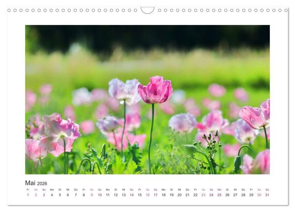 Produktbild: Mohn, Bl&uuml;tenzauber in Rosa, Pink und Wei&szlig; (Wandkalender 2026 DIN A3 quer), CALVENDO Monatskalender