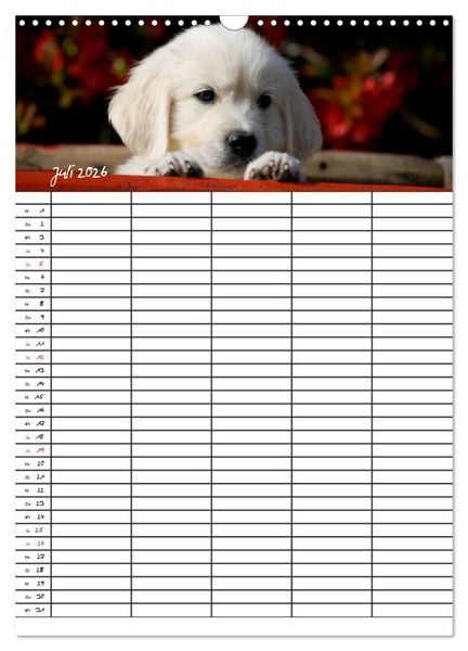 Produktbild: Familienplaner: Golden Retriever Welpen (Wandkalender 2026 DIN A3 hoch), CALVENDO Monatskalender