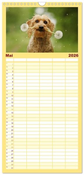 Produktbild: Familienplaner 2026 - DACKELmix Elli Pirelli mit 5 Spalten (Wandkalender, 21 x 45 cm) CALVENDO