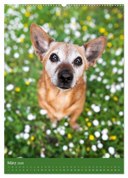 Produktbild: Hundeportraits - Monatskalender (Wandkalender 2026 DIN A2 hoch), CALVENDO Monatskalender