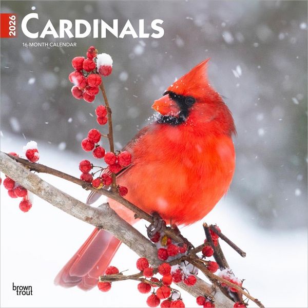 Produktbild: Cardinals 2026 12 X 24 Inch (Hanging) Monthly Square Wall Calendar Plastic-Free