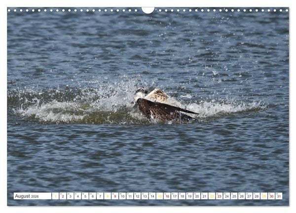 Produktbild: Fischadler - Meister des Sturzfluges (Wandkalender 2026 DIN A3 quer), CALVENDO Monatskalender