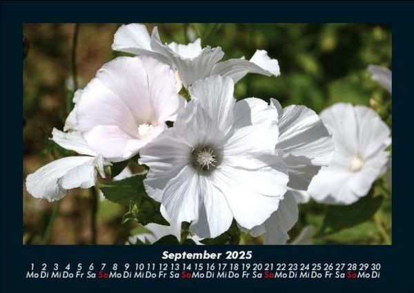 Produktbild: Blumenkalender 2025 Fotokalender DIN A5
