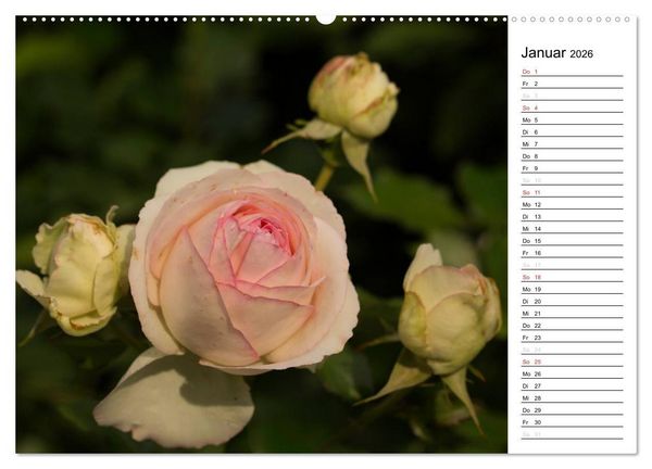 Produktbild: Zauberhafte Rosen (Wandkalender 2026 DIN A2 quer), CALVENDO Monatskalender