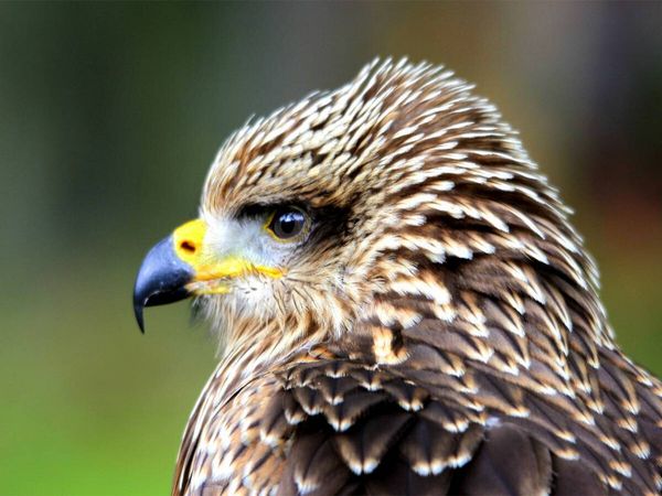 Produktbild: CALVENDO Puzzle Greifv&ouml;gel - Junger Rotmilan | 1000 Teile Lege-Gr&ouml;&szlig;e 64x48cm Foto-Puzzle f&uuml;r gl&uuml;ckliche Stunden