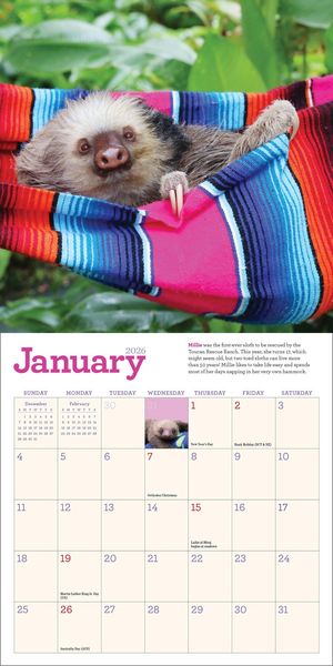 Produktbild: Original Sloths Mini Wall Calendar 2026