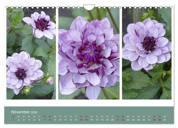 Produktbild: Dahlien-Triplets (Wandkalender 2026 DIN A4 quer), CALVENDO Monatskalender
