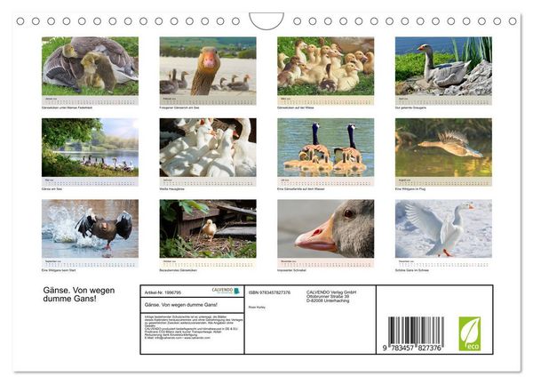 Produktbild: G&auml;nse. Von wegen dumme Gans! (Wandkalender 2026 DIN A4 quer), CALVENDO Monatskalender