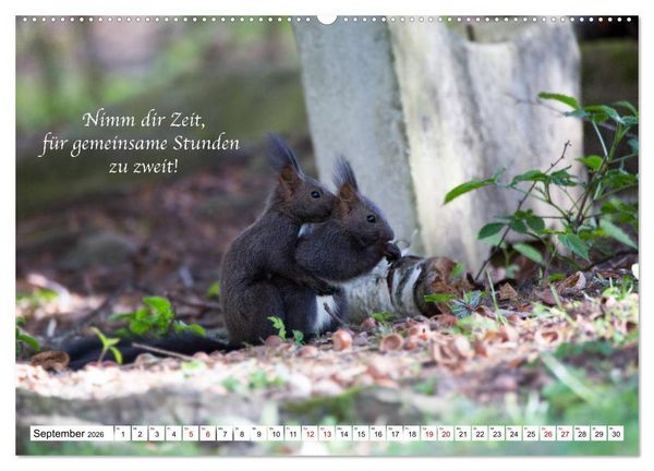 Produktbild: Tipps von Eichh&ouml;rnchen an Eichh&ouml;rnchenliebhaber (hochwertiger Premium Wandkalender 2026 DIN A2 quer), Kunstdruck in Hochglanz