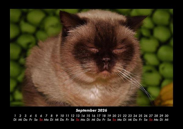 Produktbild: F&uuml;r Katzenfreunde 2026 Fotokalender DIN A3