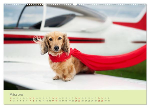 Produktbild: Dackel unterwegs (Wandkalender 2026 DIN A2 quer), CALVENDO Monatskalender