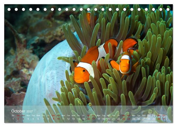 Produktbild: Anemonefish - always busy - always on the move (Desk Calendar 2027 DIN A5 landscape), CALVENDO 12 Month DeskCalendar