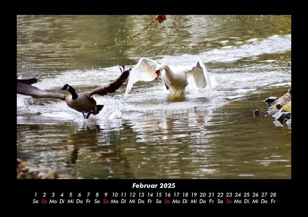 Produktbild: Enten 2025 Fotokalender DIN A3