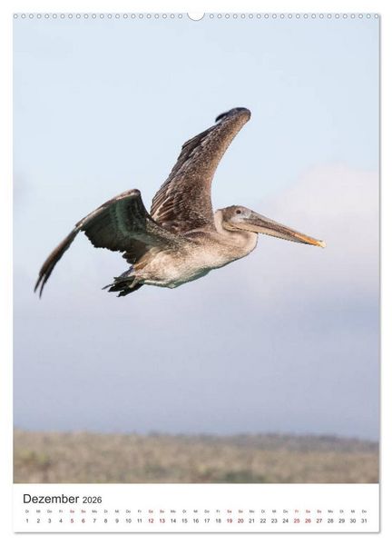 Produktbild: Galapagos - Atemberaubende Tierwelt (Wandkalender 2026 DIN A2 hoch), CALVENDO Monatskalender