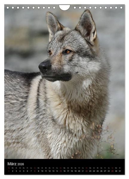 Produktbild: Faszination Wolfhund (Wandkalender 2026 DIN A4 hoch), CALVENDO Monatskalender