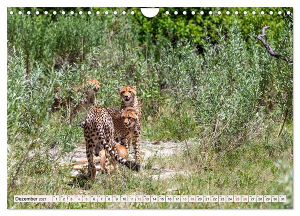 Produktbild: Afrikas wilde Katzen (Wandkalender 2027 DIN A4 quer), CALVENDO Monatskalender