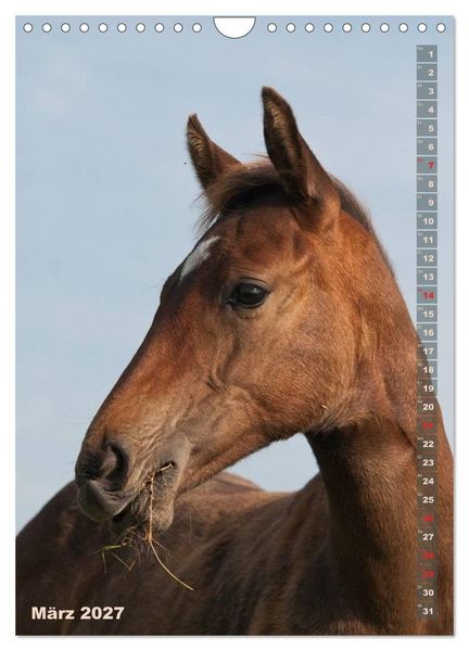 Produktbild: Fohlen im Portr&auml;t (Wandkalender 2027 DIN A4 hoch), CALVENDO Monatskalender