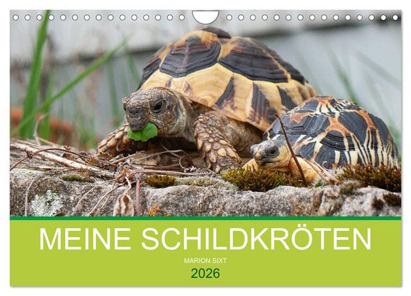Produktbild: Meine Schildkr&ouml;ten (Wandkalender 2026 DIN A4 quer), CALVENDO Monatskalender