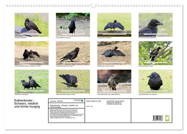 Produktbild: Kr&auml;henkinder - Schwarz, niedlich und immer hungrig (Wandkalender 2026 DIN A2 quer), CALVENDO Monatskalender