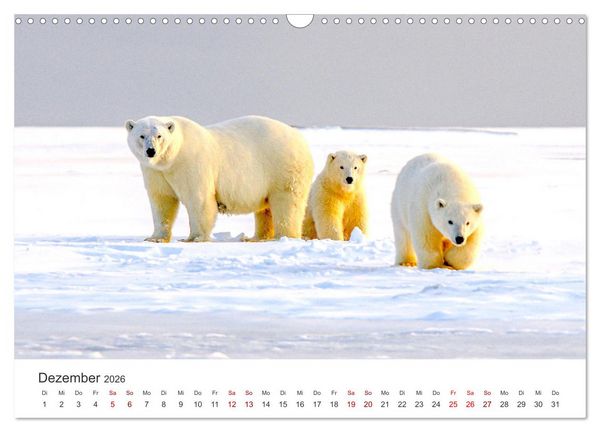 Produktbild: B&auml;ren - Pandas, Grizzlyb&auml;ren und Co. (Wandkalender 2026 DIN A3 quer), CALVENDO Monatskalender